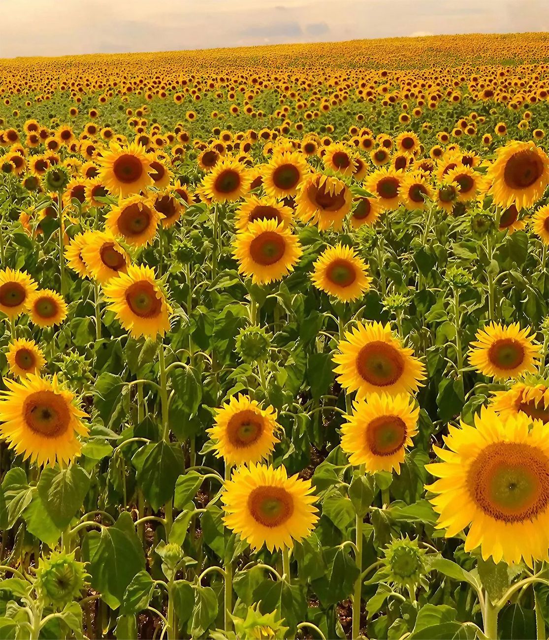 Sonnenblumenfeld mit bedeckten Himmel
